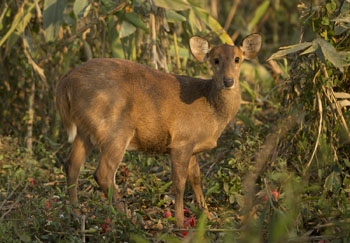 hog deer
